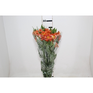 ALST. ORANGE QUEEN 070 CM