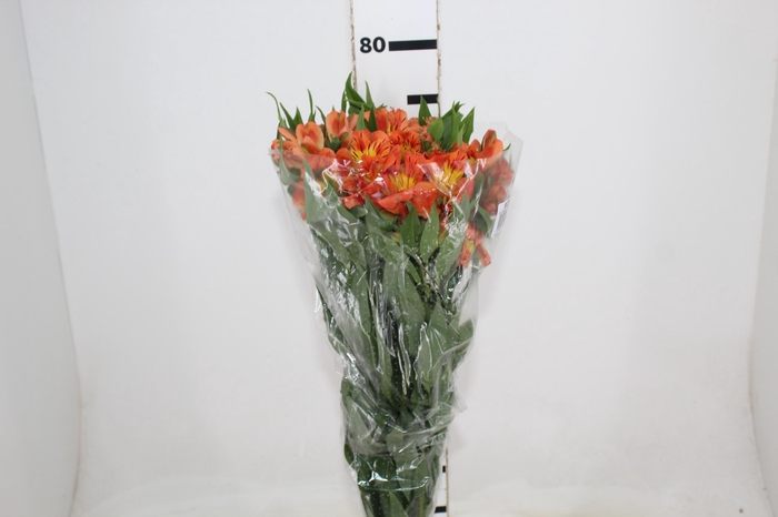 <h4>ALST. ORANGE QUEEN 070 CM</h4>