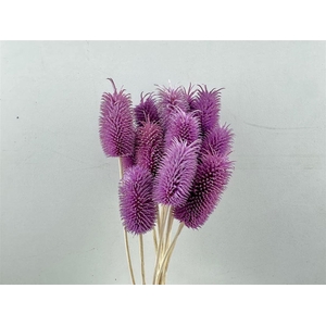 Pres Cardo Mini Purple 12pcs Bunch
