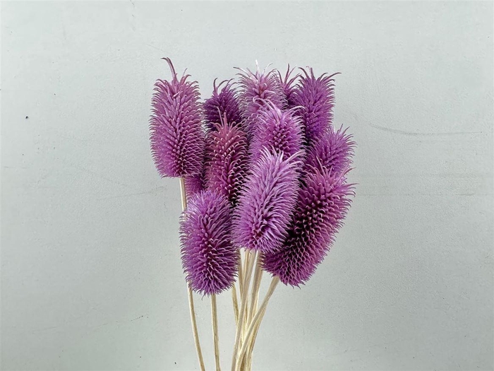 <h4>Pres Cardo Mini Purple 12pcs Bunch</h4>