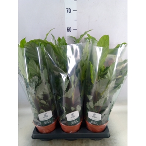 Calathea rufibarba 'Miroscha'