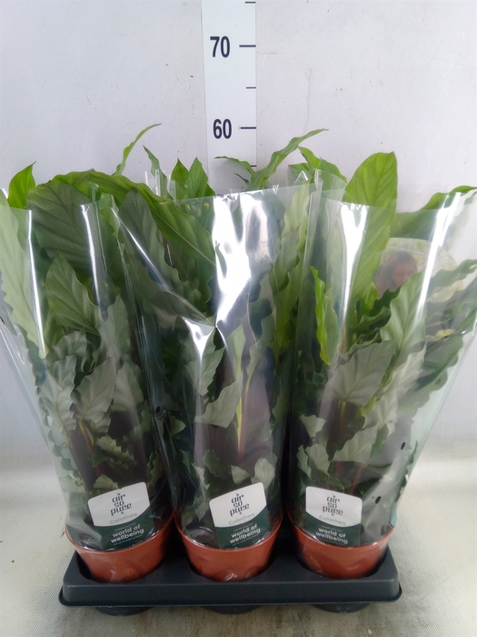 <h4>Calathea rufibarba 'Miroscha'</h4>