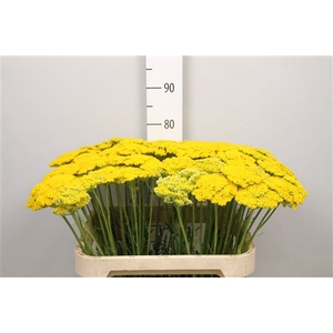 Achil F Parker Variety