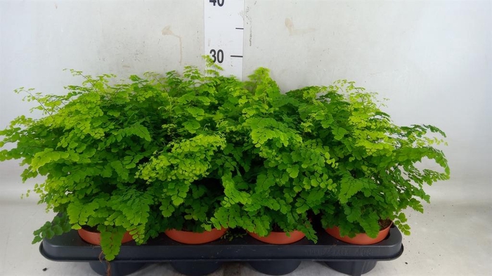 <h4>Adiantum raddi. 'Fritz-Luthi'</h4>