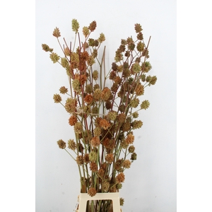 GLYCYRRH YUNNANEN ZD 120CM