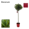 Laurus nobilis Bol op stam