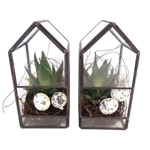 GHK8PAS Glass House Mini Terrarium Pasen