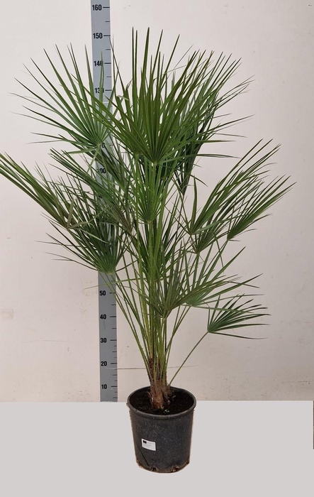 <h4>CHAM HUMILIS</h4>