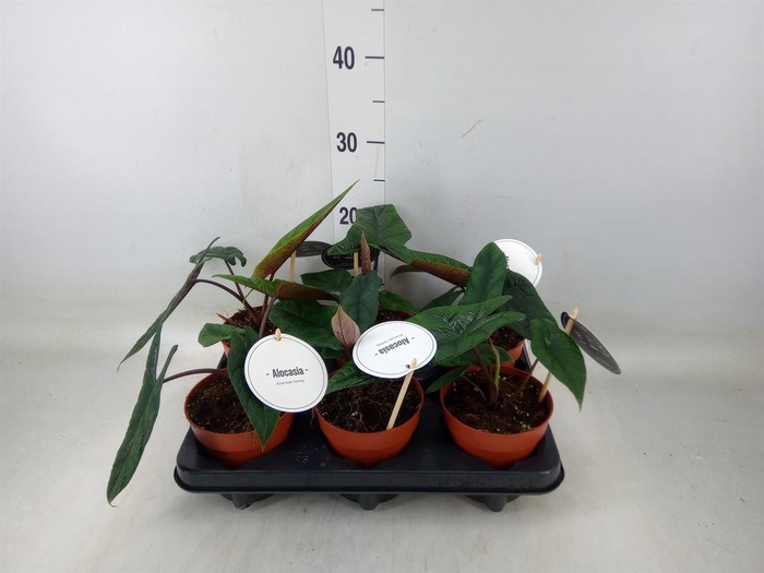 <h4>Alocasia scalprum</h4>