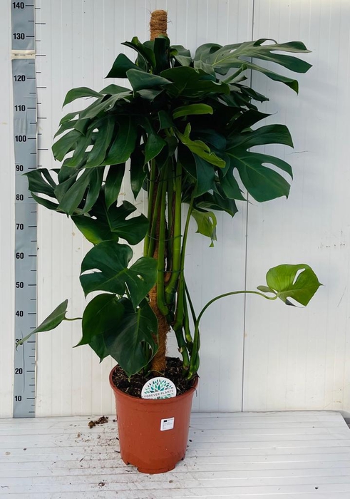 <h4>MONSTERA DELICIOSA</h4>