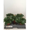 Peperomia obt. 'Green Gold'