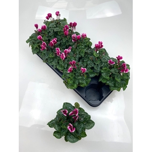 CYCL MD GARDEN
