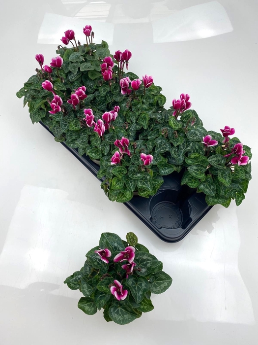 <h4>CYCL MD GARDEN</h4>