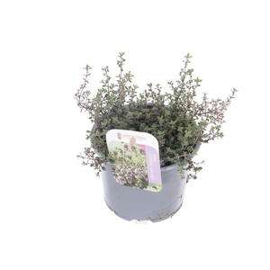 Thymus citr. Silver Queen