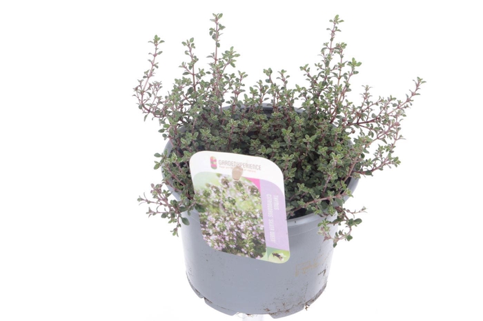 <h4>Thymus citr. Silver Queen</h4>