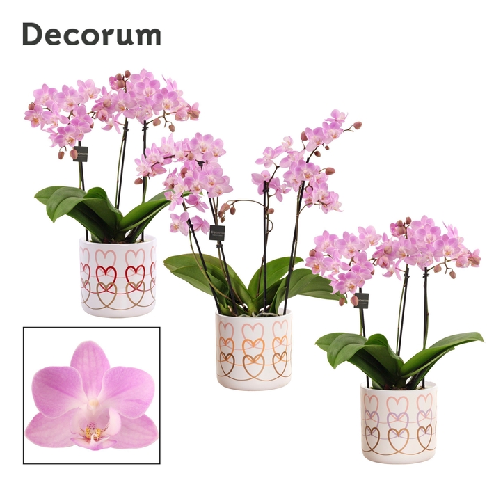 <h4>Phalaenopsis dazzling Cotton Candy 3-4 tak in Estelle (Craft wor</h4>