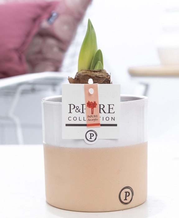 <h4>Hippeastrum red in P&PURE Rosy ceramics</h4>