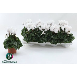 Cyclaam persicum midi SS Allure 10,5Ø 22cm