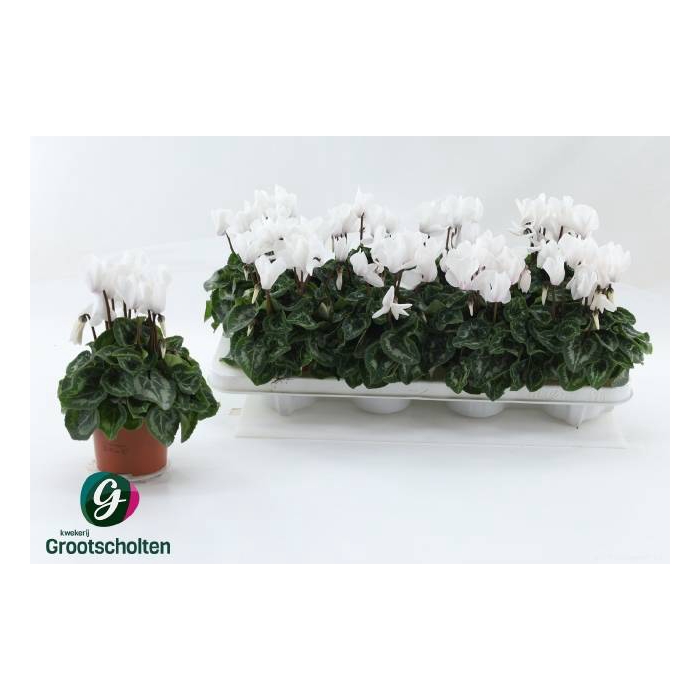 <h4>Cyclaam persicum midi SS Allure 10,5Ø 22cm</h4>