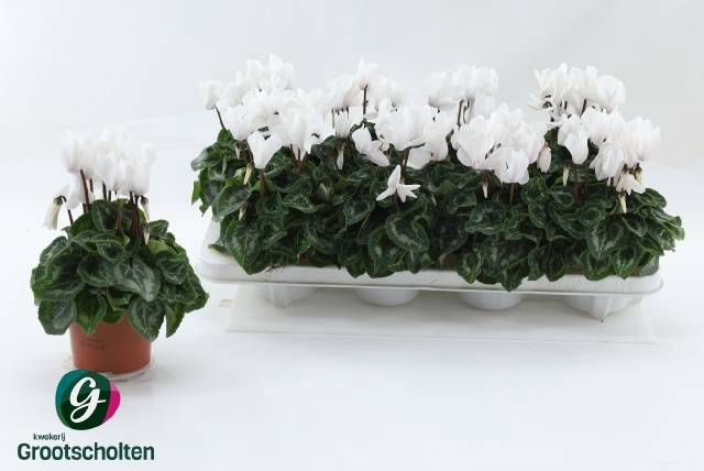 Cyclaam persicum midi SS Allure 10,5Ø 22cm