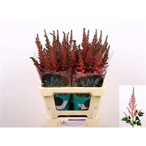 Astil C Vision Pink