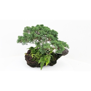 Juniperus chinensis on rock, 35cm., height 30cm. (single item)