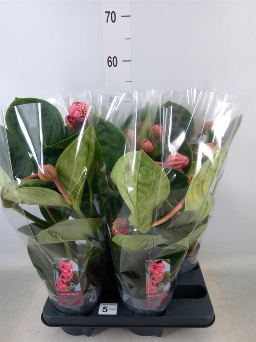 <h4>Medinilla magn. 'Lambada'</h4>