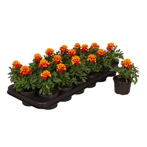 Tagetes bruin p9