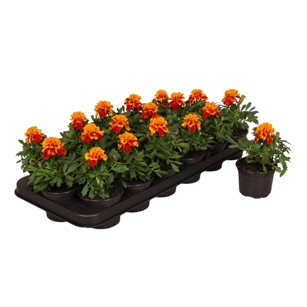 <h4>Tagetes bruin p9</h4>