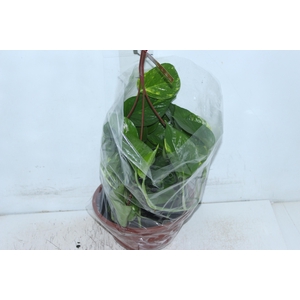 JIBOIA VERDE C21 PENDENTE