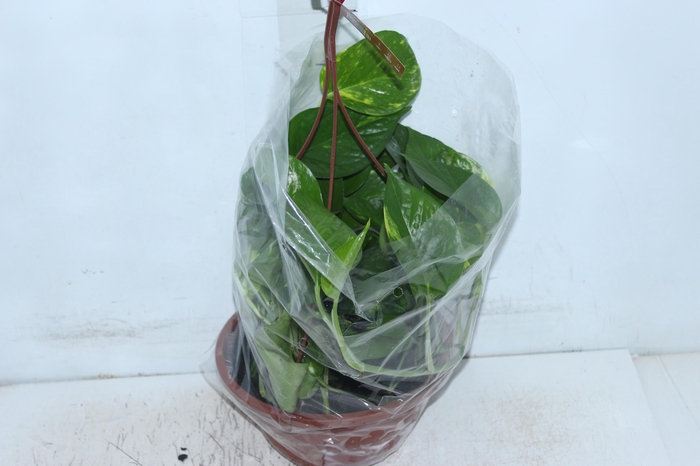 <h4>JIBOIA VERDE C21 PENDENTE</h4>
