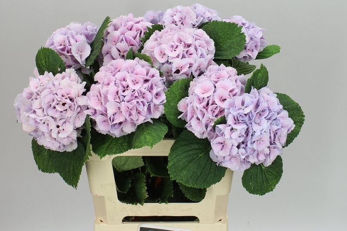 <h4>Hyd Lolly Pop Lavender</h4>