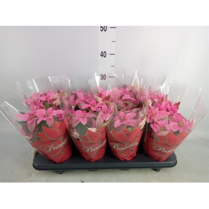 Euphorbia pulc. 'Princ Pink'