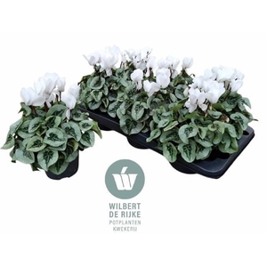 CYCL MD SUP REMBRAND