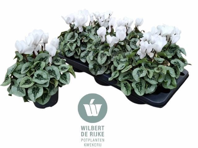 <h4>CYCL MD SUP REMBRAND</h4>