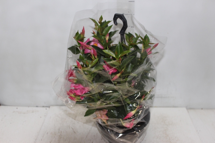 <h4>DIPLADENIA C21</h4>