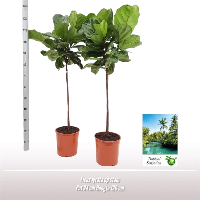 <h4>Ficus   ...</h4>