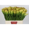 Leucadendron Goldstrike