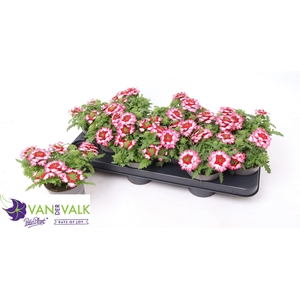 VERBE DRUMS RED SHAD