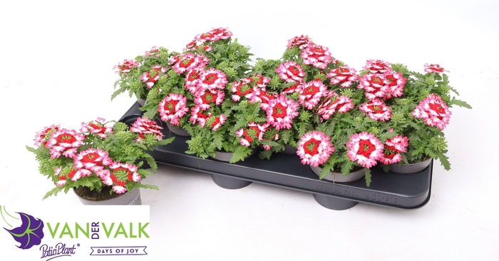 <h4>VERBE DRUMS RED SHAD</h4>