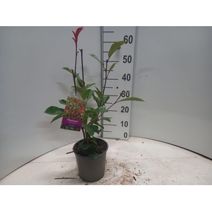 Photinia fraseri 'Red Robin'