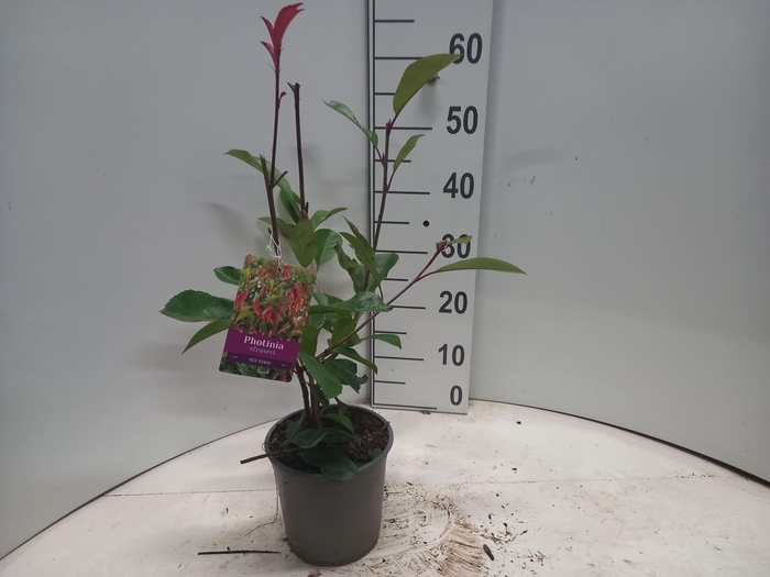 <h4>Photinia fraseri 'Red Robin'</h4>