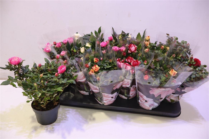 <h4>arr8 Ro Victory Gem</h4>