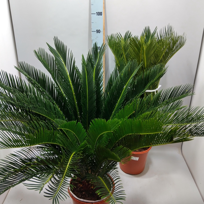 <h4>CYCAS REVOLUTA</h4>