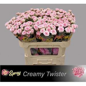 Rosa spray creamy twister