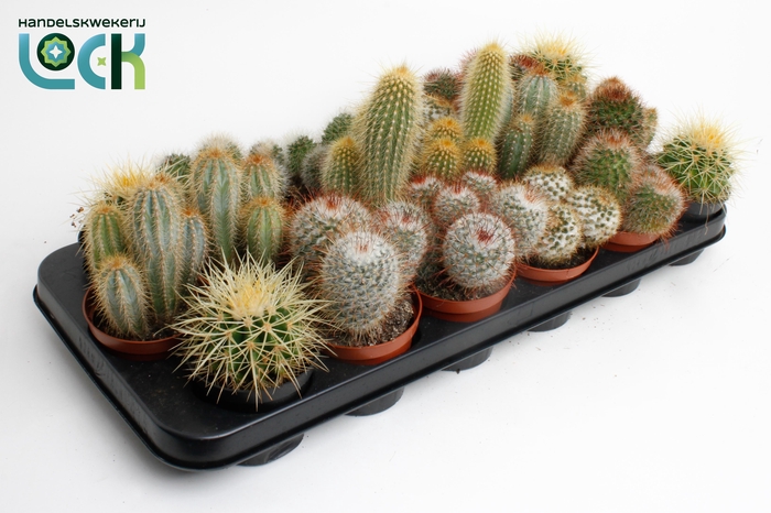 <h4>CACTUS GEM 12 SRT</h4>