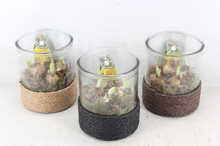 <h4>arr4 Narcis PL - Cilin. touw small x3</h4>