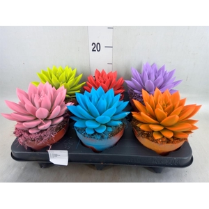 Echeveria  'Miranda'