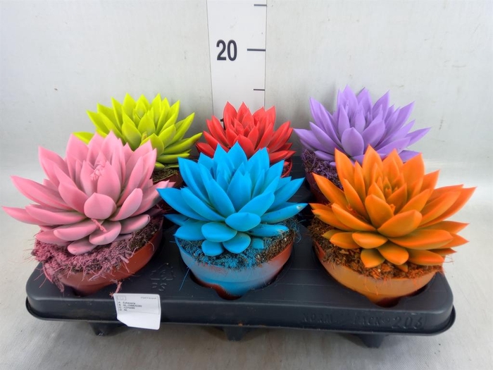 <h4>Echeveria  'Miranda'</h4>