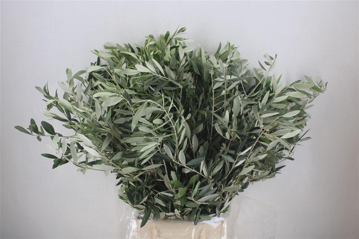 <h4>Olijf 300gr P Bunch</h4>